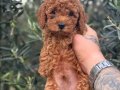 HER RENK POODLE YAVRUMUZ MEVCUT 