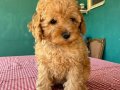 HER RENK POODLE YAVRUMUZ MEVCUT 