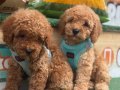 HER RENK POODLE YAVRUMUZ MEVCUT 