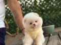 Ayı Surat Teacup Pomeranian Boo Yavrularımız Mevcut 