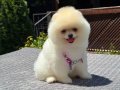 Ayı Surat Teacup Pomeranian Boo Yavrularımız Mevcut 