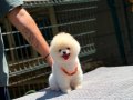 Ayı Surat Teacup Pomeranian Boo Yavrularımız Mevcut 
