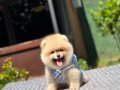 Ayı Surat Teacup Pomeranian Boo Yavrularımız Mevcut 