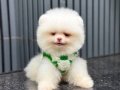 Ayı Surat Teacup Pomeranian Boo Yavrularımız Mevcut 