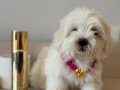 SIFIR BOY KÜT BURUN MALTESE&TERRİERMİX YAVRULARIMIZ 