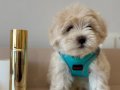 SIFIR BOY KÜT BURUN MALTESE&TERRİERMİX YAVRULARIMIZ 