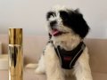 SIFIR BOY KÜT BURUN MALTESE&TERRİERMİX YAVRULARIMIZ 