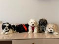 SIFIR BOY KÜT BURUN MALTESE&TERRİERMİX YAVRULARIMIZ 