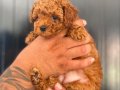 HER RENK POODLE YAVRU MEVCUT 