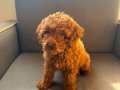 HER RENK POODLE YAVRU MEVCUT 