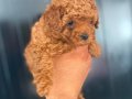 HER RENK POODLE YAVRU MEVCUT 