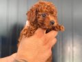 HER RENK POODLE YAVRU MEVCUT 