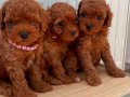 HER RENK POODLE YAVRU MEVCUT 