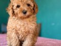 HER RENK POODLE YAVRU MEVCUT 