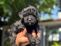 HER RENK POODLE YAVRU MEVCUT 