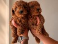 HER RENK POODLE YAVRU MEVCUT 