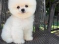 Kg Garantili Teacup Pomeranian Yavrularımız Hazır 