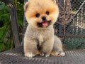 Kg Garantili Teacup Pomeranian Yavrularımız Hazır 