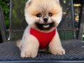 Kg Garantili Teacup Pomeranian Yavrularımız Hazır 