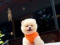 Kg Garantili Teacup Pomeranian Yavrularımız Hazır 