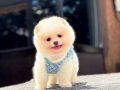 Kg Garantili Teacup Pomeranian Yavrularımız Hazır 