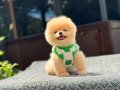 Kg Garantili Teacup Pomeranian Yavrularımız Hazır 