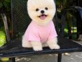 Kg Garantili Teacup Pomeranian Yavrularımız Hazır 