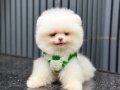 Kg Garantili Teacup Pomeranian Yavrularımız Hazır 