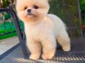 Kg Garantili Teacup Pomeranian Yavrularımız Hazır 
