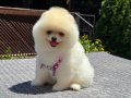 Kg Garantili Teacup Pomeranian Yavrularımız Hazır 