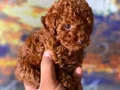 HER RENK POODLE YAVRULAR MEVCUT 