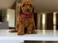 HER RENK POODLE YAVRULAR MEVCUT 