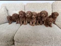 HER RENK POODLE YAVRULAR MEVCUT 