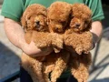 HER RENK POODLE YAVRULAR MEVCUT 