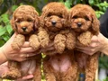 HER RENK POODLE YAVRULAR MEVCUT 