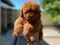 HER RENK POODLE YAVRULAR MEVCUT 