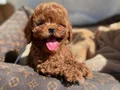 HER RENK POODLE YAVRULAR MEVCUT 