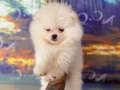 AYI SURAT TEDDY POMERANİAN BOO YAVRULARIMIZ 