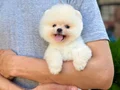 AYI SURAT TEDDY POMERANİAN BOO YAVRULARIMIZ 