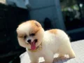 AYI SURAT TEDDY POMERANİAN BOO YAVRULARIMIZ 