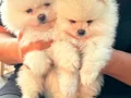 AYI SURAT TEDDY POMERANİAN BOO YAVRULARIMIZ 