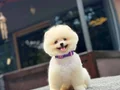 AYI SURAT TEDDY POMERANİAN BOO YAVRULARIMIZ 