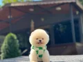 AYI SURAT TEDDY POMERANİAN BOO YAVRULARIMIZ 