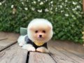 AYI SURAT TEDDY POMERANİAN BOO YAVRULARIMIZ 