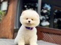 AYI SURAT TEDDY POMERANİAN BOO YAVRULARIMIZ 