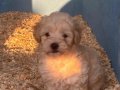 KALİTELİ MALTİPOO YAVRULARIMIZ