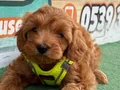 KALİTELİ MALTİPOO YAVRULARIMIZ