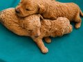 KALİTELİ MALTİPOO YAVRULARIMIZ