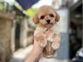 KALİTELİ MALTİPOO YAVRULARIMIZ