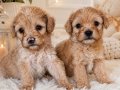 KALİTELİ MALTİPOO YAVRULARIMIZ